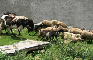 У 2026 році передбачено близько 800 млн грн – на утримання корів