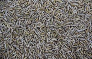 Водночас прогноз виробництва пшениці в Україні залишився без змін — на рівні 24 млн тонн