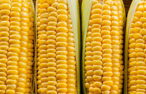 Вартість кукурудзи в українських портах Чорного моря піднялася на 150–200 грн за тонну