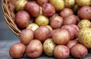 Минулого року Польща суттєво наростила виробництво картоплі