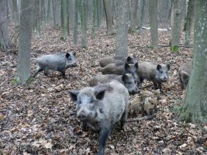 Наприкінці квітня в угіддях було знайдено 11 загиблих диких свиней