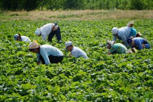  На багатьох господарствах працівникам платять за кількість зібраних кошиків