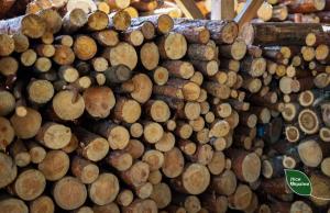 Щоденні відвантаження становлять від 10 до 12 тис. кубометрів