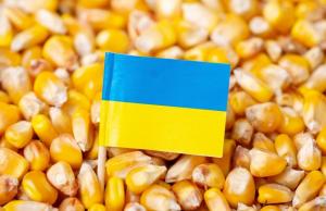 Експортні ціни на кукурудзу в Україні знизилися на 500–600 грн за тонну