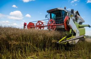 Виробництво продукції рослинництва у сільськогосподарських підприємствах за перше півріччя скоротилося на 14,8%