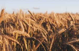 Порівняно з липневими оцінками, USDA переглянуло показники за основними культурами