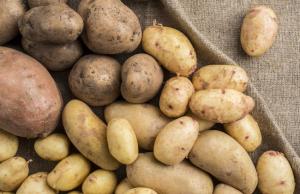 Наразі українські виробники продають картоплю по 6–12 грн/кг