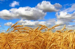 Внутрішні ціни на аграрну продукцію наразі не влаштовують фермерів