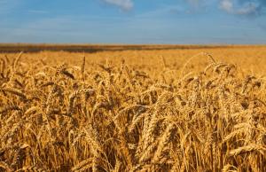 Україна зверталася до Єврокомісії з офіційним запитом щодо розширення квоти на постачання пшениці