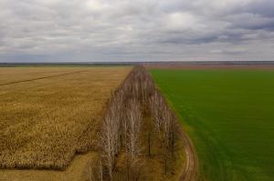 Близько 10% площ в Україні можуть залишитися невикористаними під час посівної кампанії через ризик їх замінування