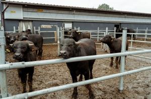 Змінено умови транзиту продукції тваринного походження через ЄС, — Держпродспоживслужба