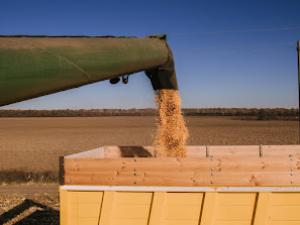 До грудня-січня місяця продовольча пшениця подорожчає ще на $20-30