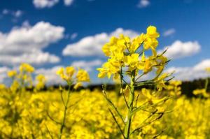 Уряд та Раду закликають дозволити ввезення і переробку в Україні ГМО-ріпаку