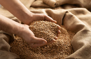 Україна скоротила обсяги продажів на зовні зернових нового врожаю 