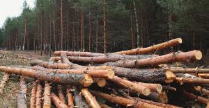 В Україні за рік знайшлося 9,5 тисяч нічийних та самозайнятих лісів