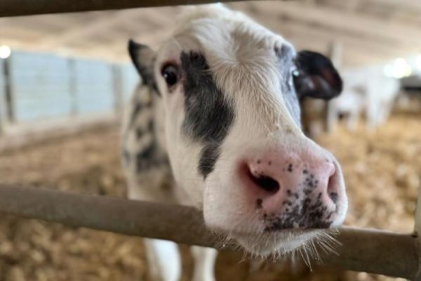 Після вступу України до ЄС ситуація зміниться принципово
