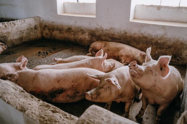 Після вступу України до ЄС ситуація зміниться принципово