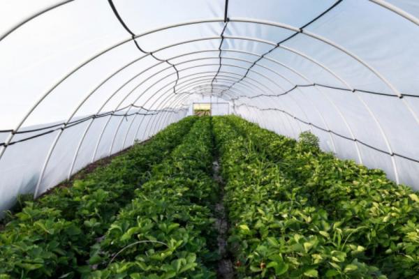 У 2025 році Україна експортувала 11,79 тис. т органічних дикорослих ягід