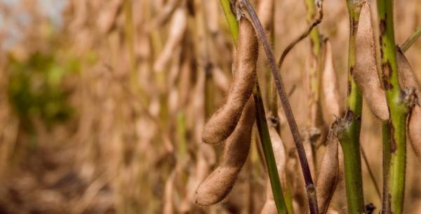 Впродовж тижня експортні ціни попиту зросли від трьох до п’яти доларів за тонну