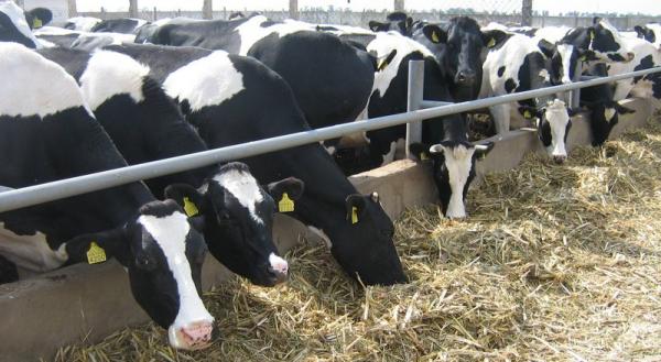 Зниження чисельності ВРХ минулого місяця зафіксовано в господарствах населення – на 5,7%