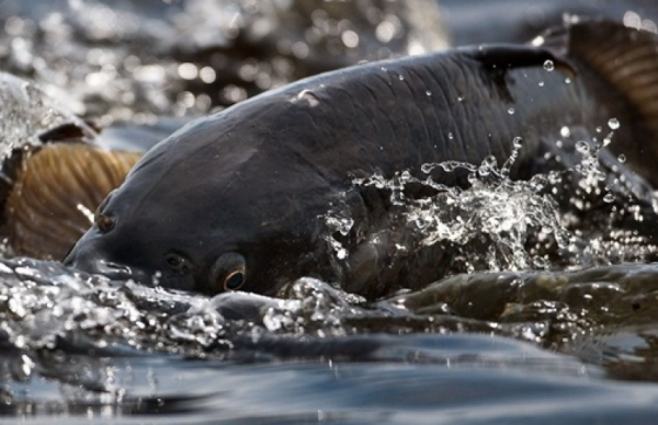 Найвищі показники реалізації лотів зафіксовані на Кременчуцькому та Канівському водосховищах