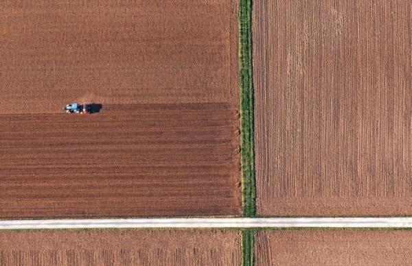 Пшениця та ячмінь можуть продемонструвати зростання