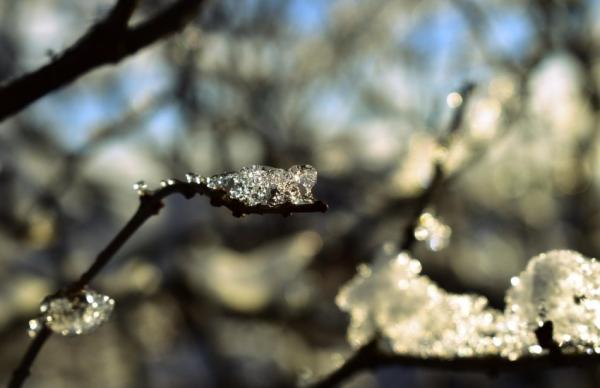 Лютневе похолодання до -30 градусів C завдало шкоди плодовим деревам 