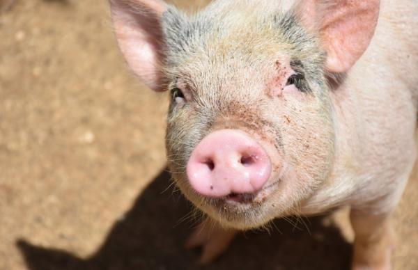 Експорт відбувається, але це більше струмочок, ніж потік
