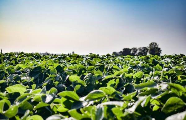 Через експортне мито на сою та ріпак аграрії втратили $200 млн