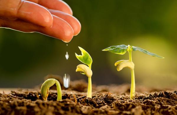 Через скорочення світових поставок і внутрішній дефіцит аміачної селітри ціни на карбамід зросли до $730 за тонну