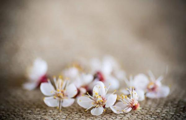 Загибель квіткових бруньок абрикоса у Київській та Херсонській областях становила від 13 до 33%