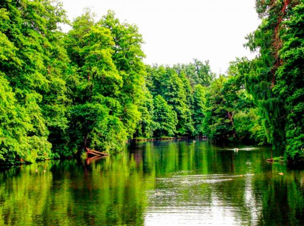 Новий орган має об'єднати функції управління лісами, рибним господарством та меліорацією