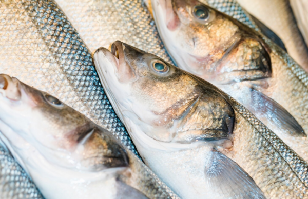 Сезонні обмеження вводяться щороку у період нересту, коли риба розмножується і потребує посиленого захисту