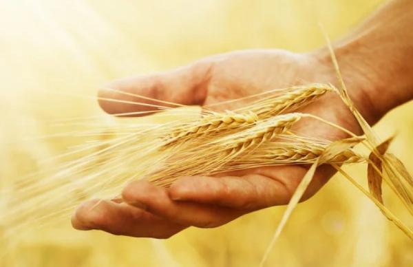 Світові ринки пшениці залишаються стабільними, незважаючи на триваючу війну з Іраном.