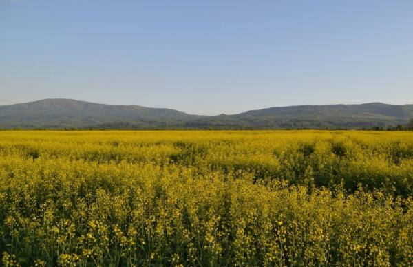 Ціни попиту на ріпак без ГМО в українських портах на умовах CPT піднялися до $552–565 за тонну