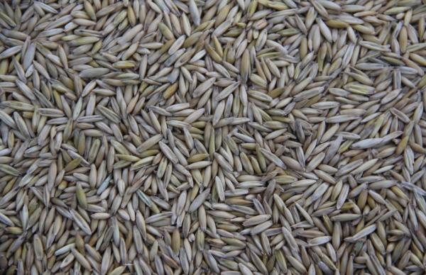 Водночас прогноз виробництва пшениці в Україні залишився без змін — на рівні 24 млн тонн