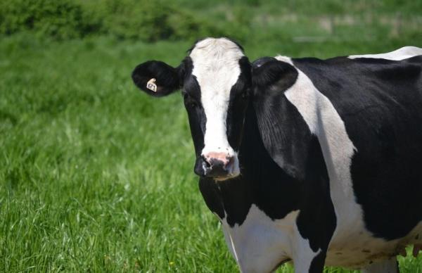 Йдеться передусім про застарілі господарства, які не відповідають сучасним вимогам