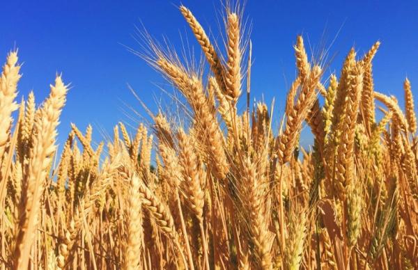 Попри відносно стриману торговельну активність, ринок почав оживати напередодні нового маркетингового сезону