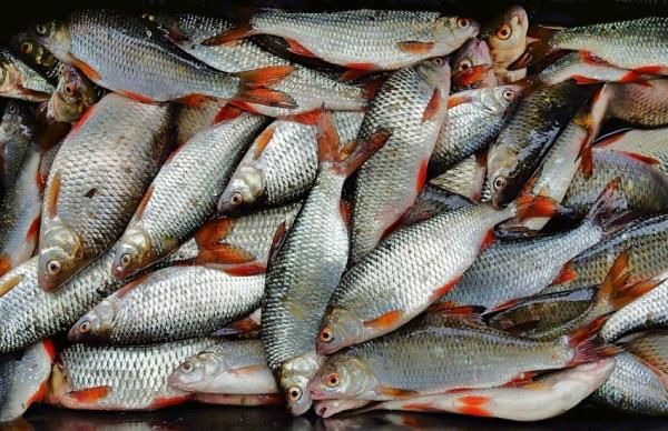 Наразі середня ціна замороженої риби вже перевищує 220–230 грн за кілограм