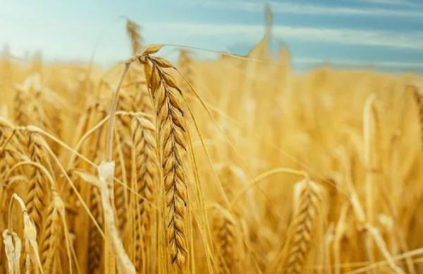 Зниження цін на експорті чинить тиск на внутрішній ринок