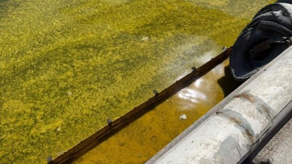 Забруднення міняє фізико-хімічні властивості морської води та негативно впливає на морські організми