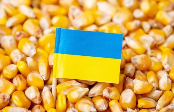 Експортні ціни на кукурудзу в Україні знизилися на 500–600 грн за тонну