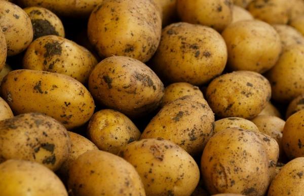 Цьогоріч валовий збір картоплі в Україні може становити близько 12,5 млн тонн