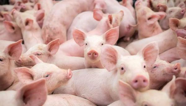 Корми становлять близько 60–70% собівартості виробництва свинини