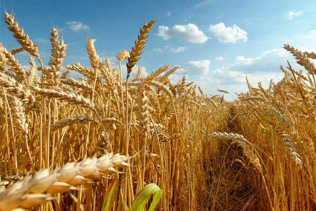 Експорт української пшениці зріс на 22% — USDA 