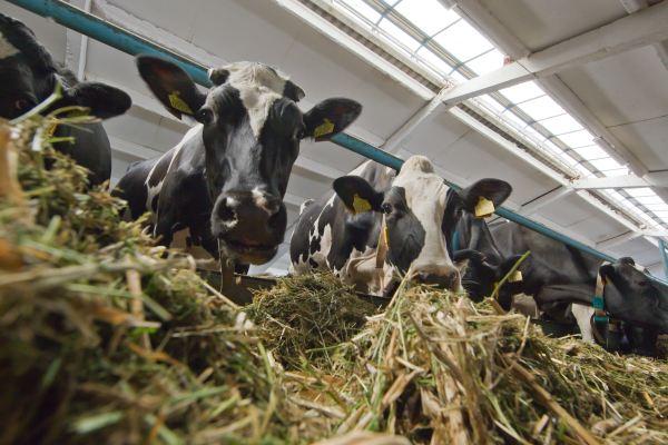 Експортне мито на худобу можуть знизити — парламент