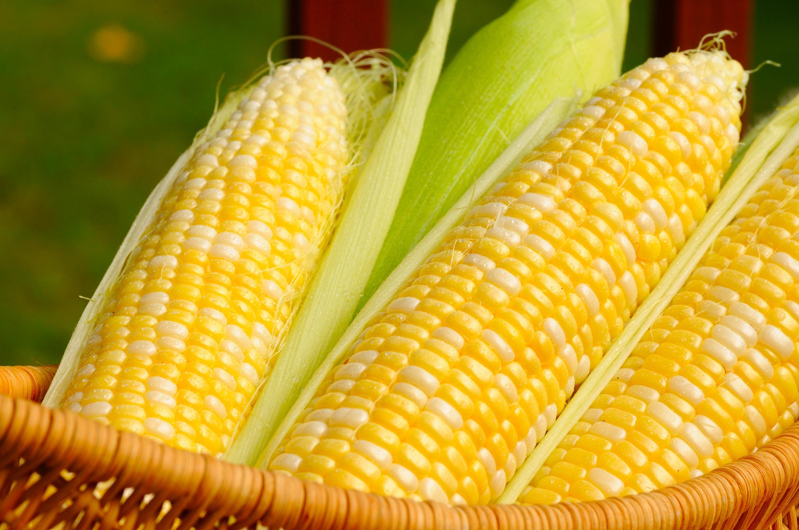 Аграрії використали «кукурузні» квоти в ЄС — Єврокомісія 