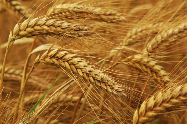 В Україні незаконно вирощується зерно на держземлі — експерт 
