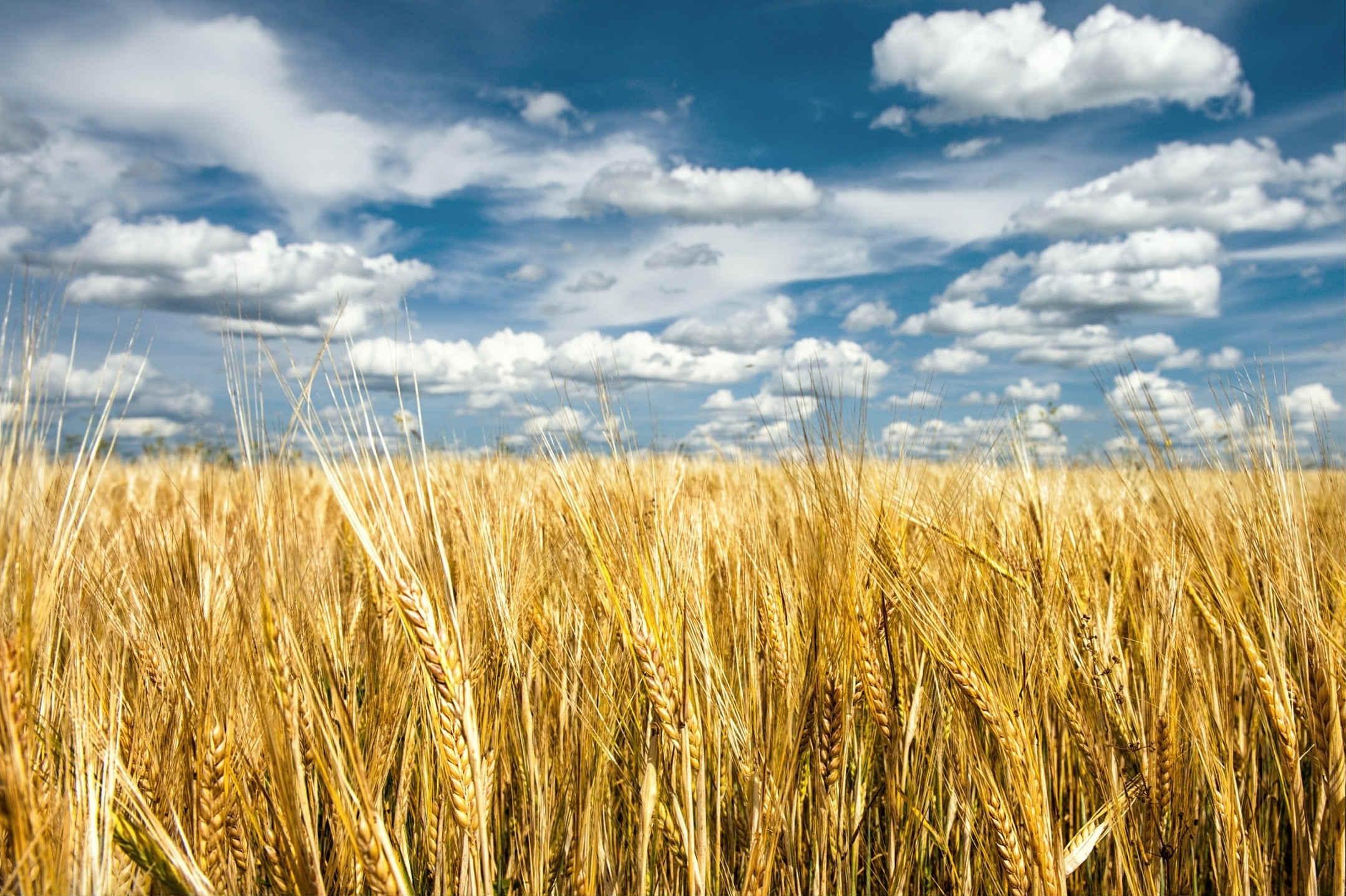 Квоти на поставку пшениці в ЄС майже закінчились — Колесник