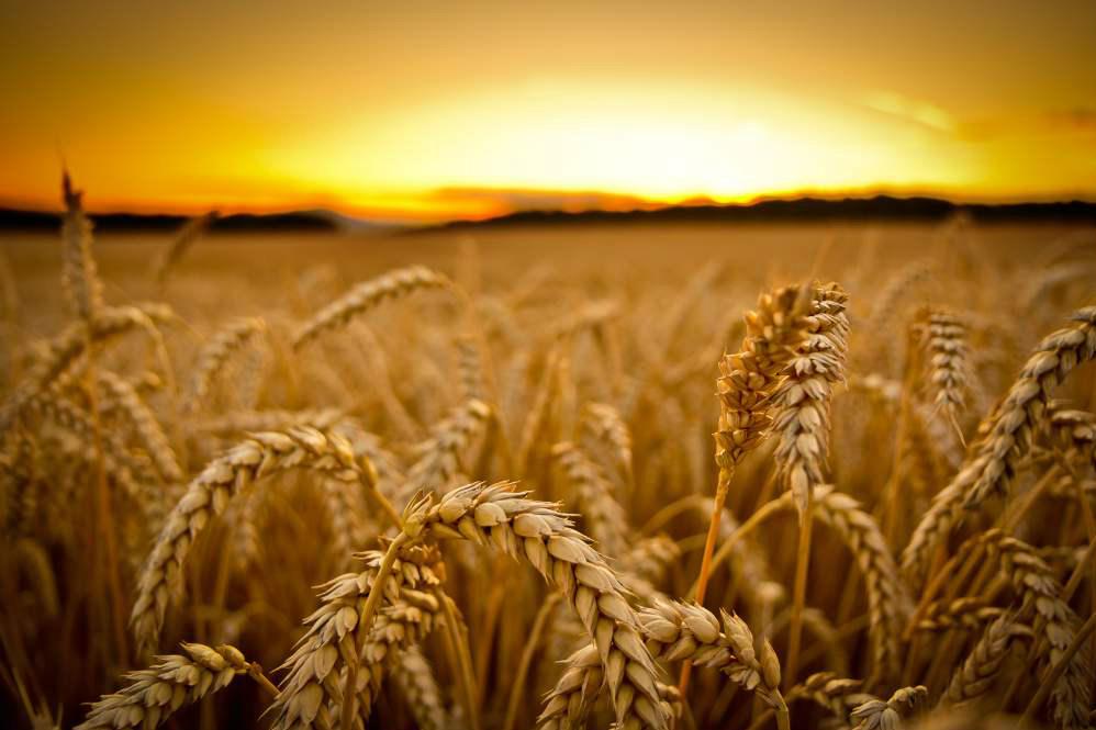 Аграрії найбільше страхують озиму пшеницю від повної загибелі — прес-служба